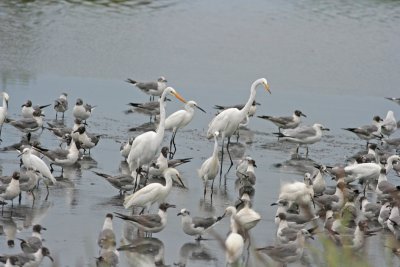 Egrets!