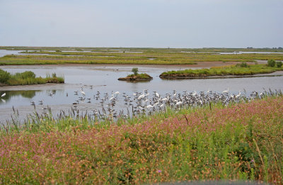Lots of Egrets, etc.