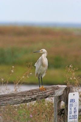 Snowy Egret
