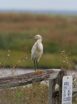 Snowy Egret