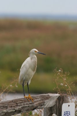 Snowy Egret