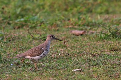 Spotted Sandpiper