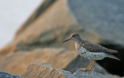 Spotted Sandpiper