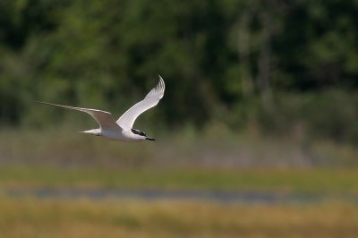 IMG_4780.JPG