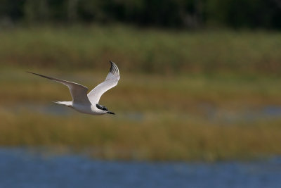 IMG_4782.JPG