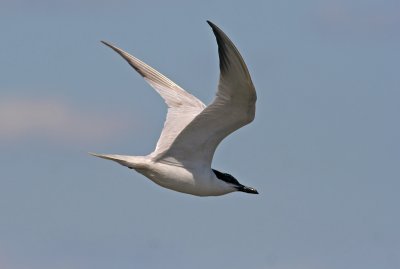 Gull-Billed Tern