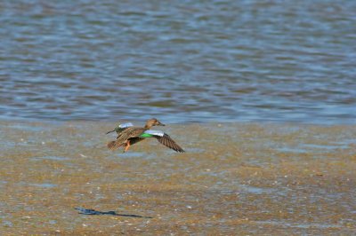 Blue-winged Teal