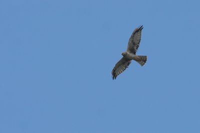 Northern Harrier