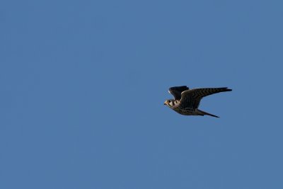 1.IMG_5248.JPG