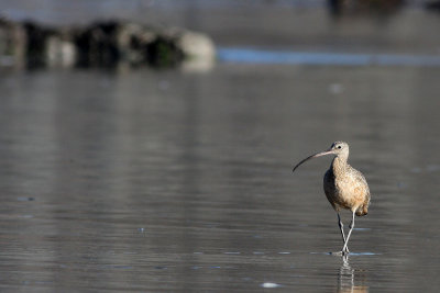 Long-billed Curlew