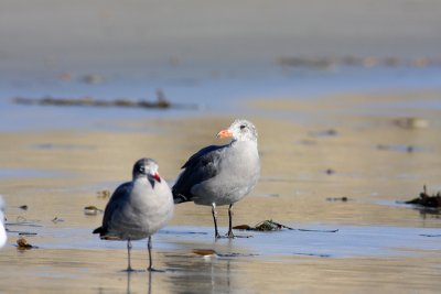 Heermanns Gulls