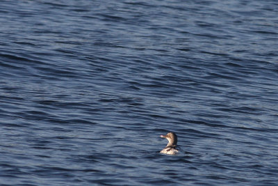 Pigeon Guillemot