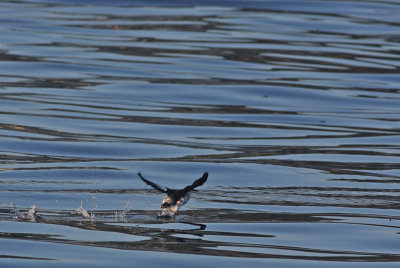 Pigeon Guillemot