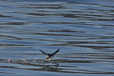 Pigeon Guillemot