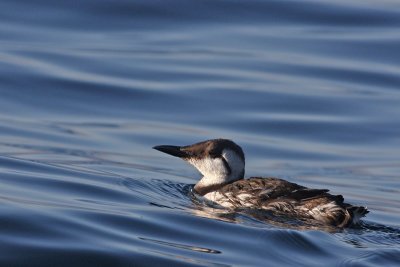 Common Murre