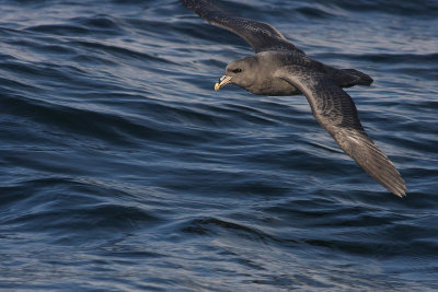 Northern Fulmar