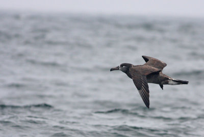 Black-footed Albatross