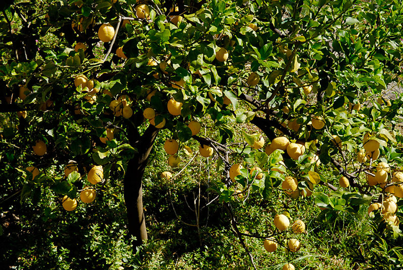 Lemon tree