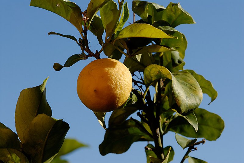 Limone