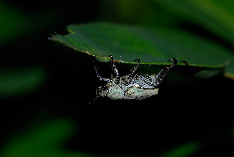 Billies bug - check out the hooked feet