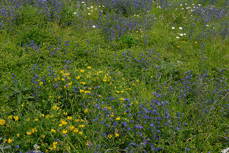 Gran Paradiso wildflowers