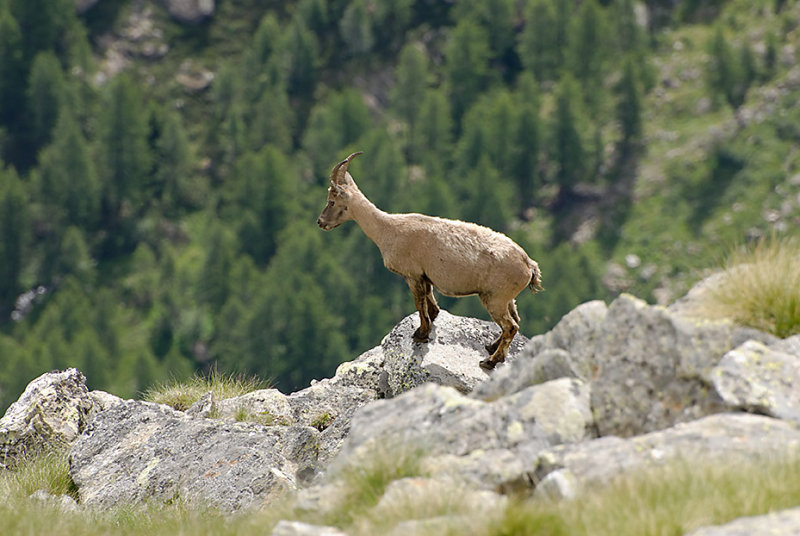 Female Ibex
