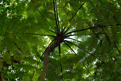 Tree fern - Monteverde