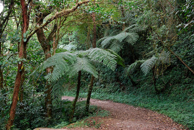 Monteverde Reserve trail