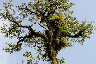 Cloud forest tree loaded with epiphytes