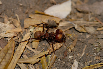 Leaf cutter ant - soldier