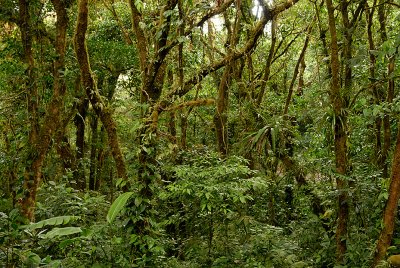Cloud forest - home to hobbits and elves