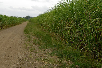 sugar cane plantation