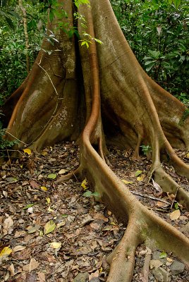 Rainforest surface roots