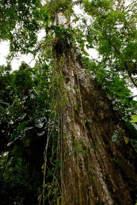 Amazing, huge rainforest giant with fines and epiphytes
