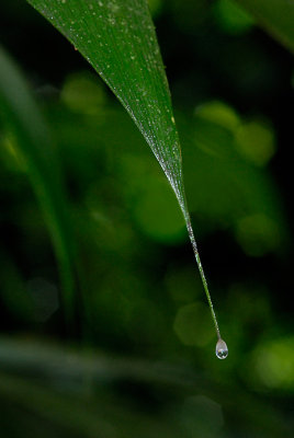 Rainforest leaf drip tip