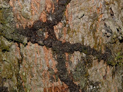 Termite tunnels on tree trunk