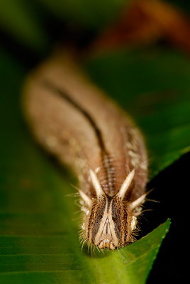 Owl butterfly  (Caligo sp.) caterpillar
