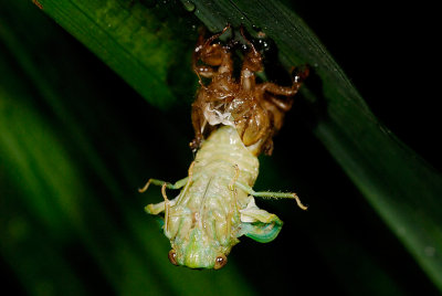 Night Hike!  Molting cicada