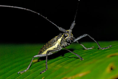 A Long-horned Beetle