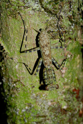 Praying Mantis - well camouflaged