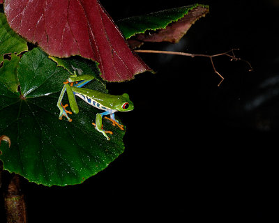 Red-eyed Tree Frog at Selva Verde