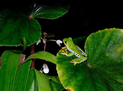 Red-eyed Tree  Frog