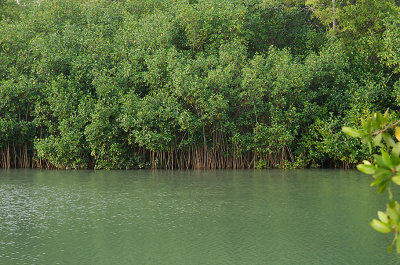Red mangrove forest, Pacific Coast