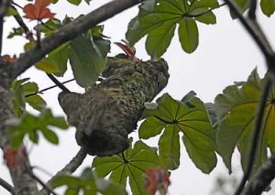 Two toed sloth