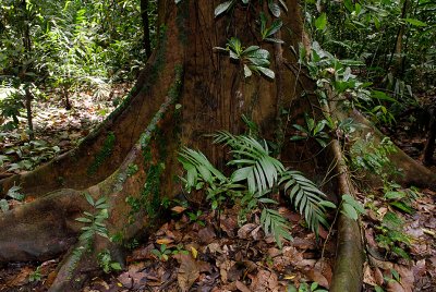 Carara NP old growth rainforest