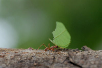 Leaf cutter ant