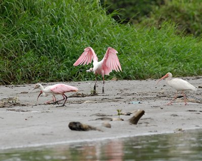 Roseate spoonbills and white ibis