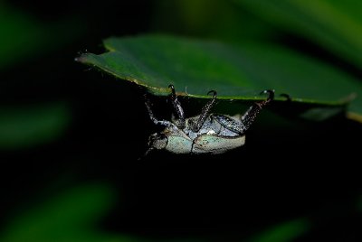 Billie's bug - check out the hooked feet