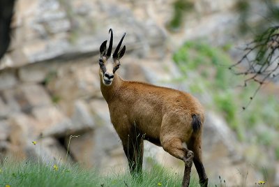 Chamois