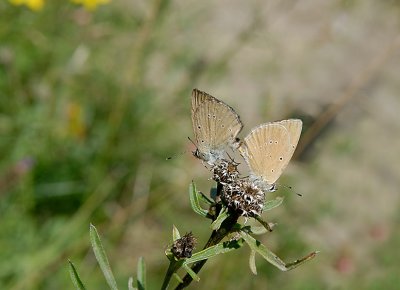 Butterflies making out (according to Noah)